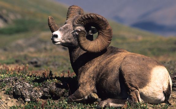 Bighorn sheep in Banff