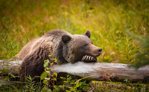 Grizzly bear in Alberta