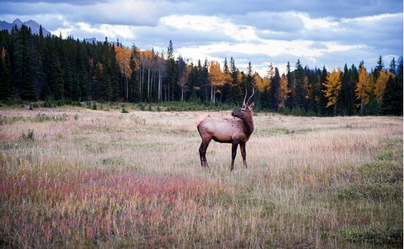 Elk in a field