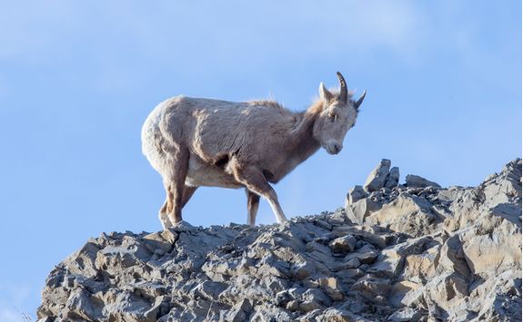 Little bighorn sheep