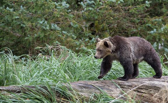Bear on a log
