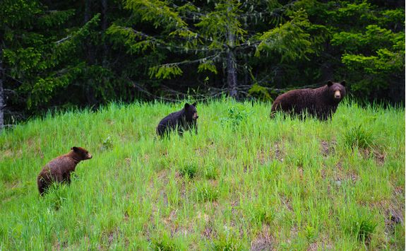 Black bear with cubs