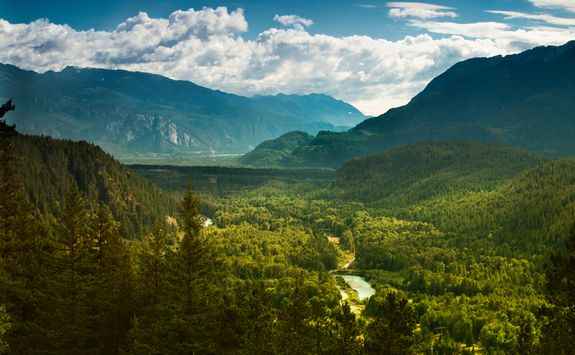 Whistler forest view