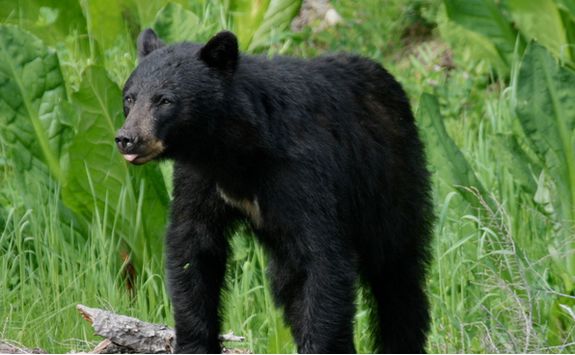 Black bear in the Whistler forest