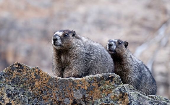 Hoary marmots