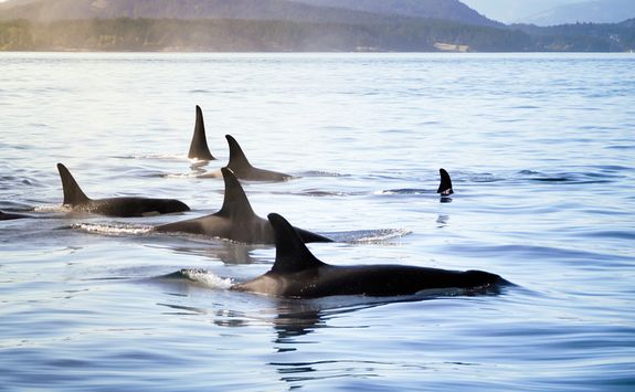 Killer whales in Vancouver
