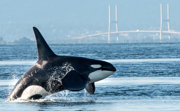 Orca in Vancouver harbour