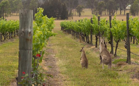 Kangaroos in the Hunter Valley