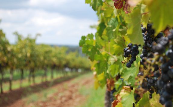 Vines in the Hunter Valley