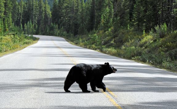 Bear walking on the road