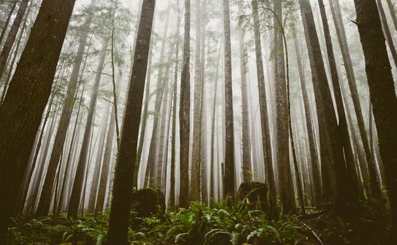 Forest on Vancouver Island