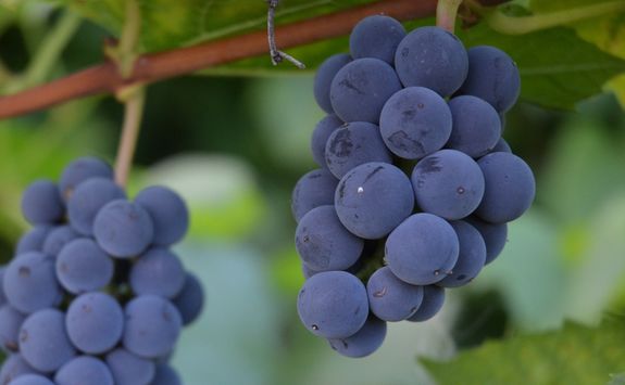 Bunch of red grapes