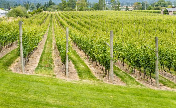 Victoria vineyard in Canada