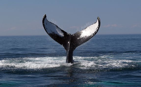 Whale's tail out of the water