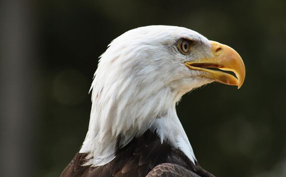 Bald eagle close-up