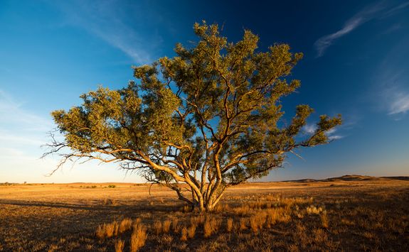 Tree in Flinders