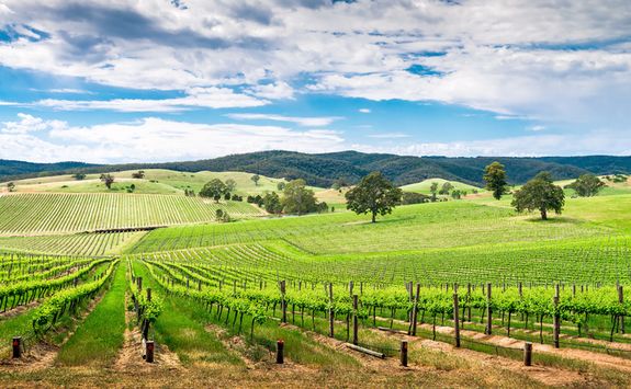Vineyard view