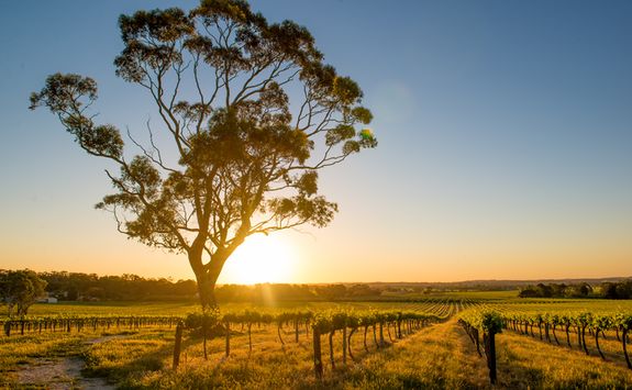Sunset in Barossa