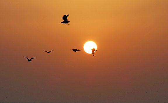 Birds at sunset