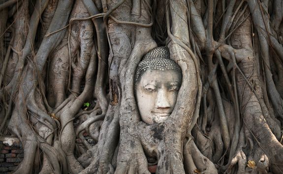 Ancient tree statue