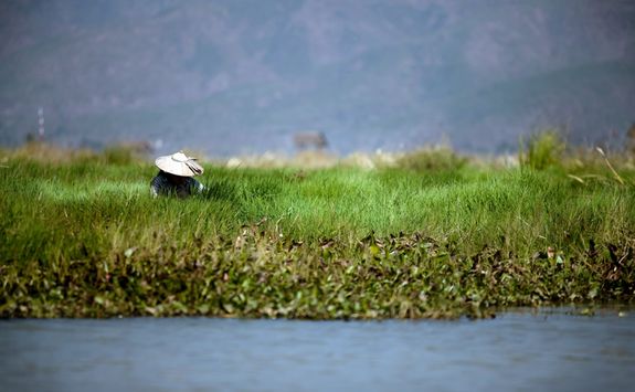Worker in paddy field