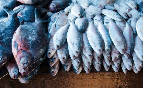 Fresh Fish
