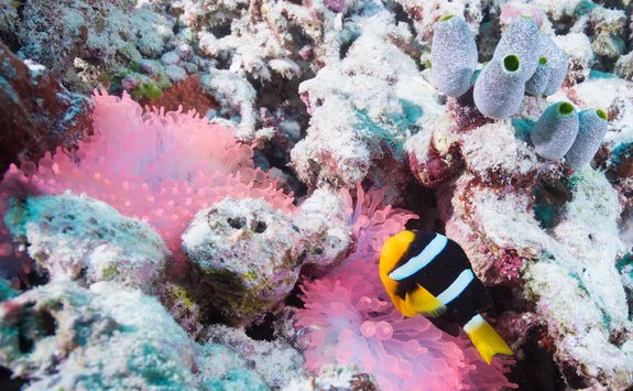 Pink coral