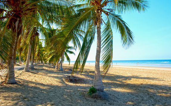 Beach with palm trees
