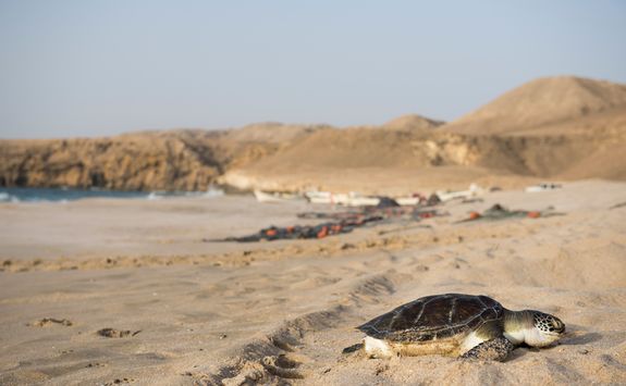 Baby turtle on beach