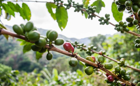 Coffee beans