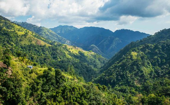 Jamaican coffee hills