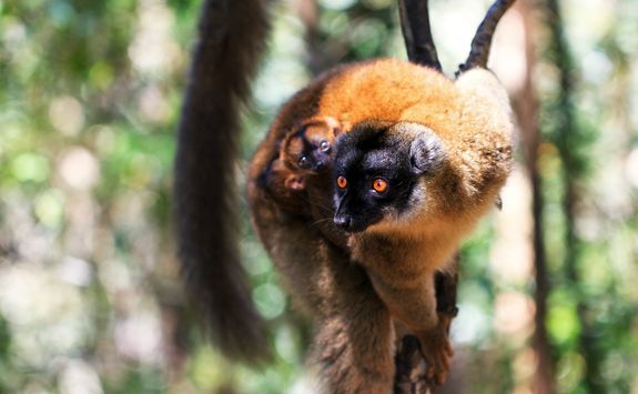 Brown lemur with baby