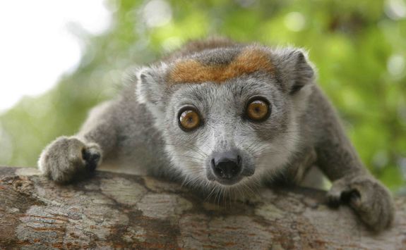 Crowned Lemur