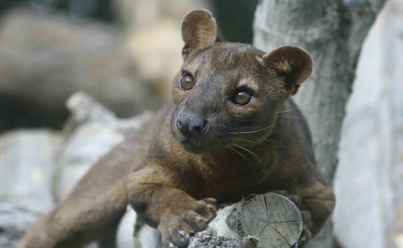 Fossa in Madagascar