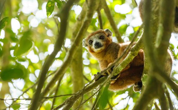 Crowned Lemur in Ankarana National Park