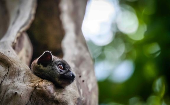 Sportive lemur in Ankarana