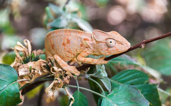 Chameleon in Ankarana