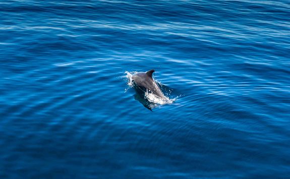 Dolphin in Madagascar