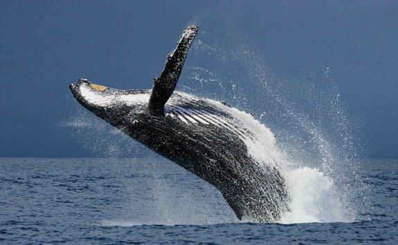 Humpback whale in Madagascar