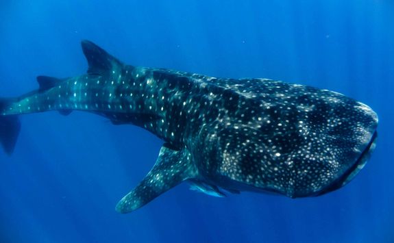 Whale shark
