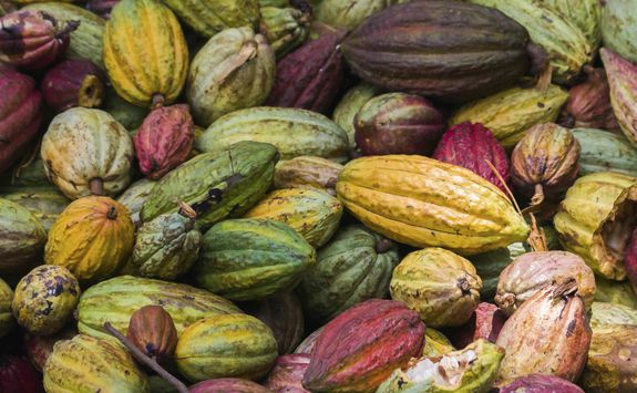 Cocoa pods
