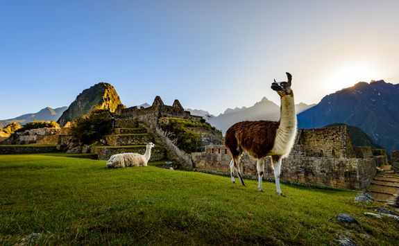 Llamas at Machu Picchu