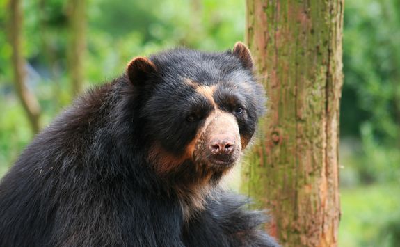 Andean bear