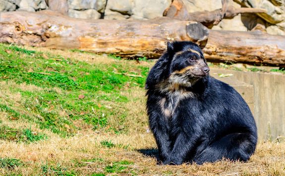 Andean bear by the water
