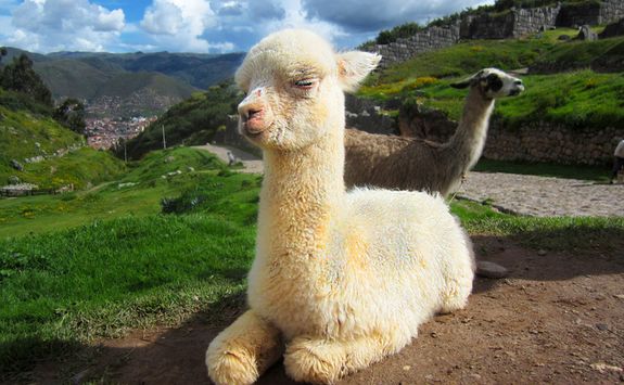 Baby llama