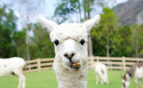 Closeup of llama