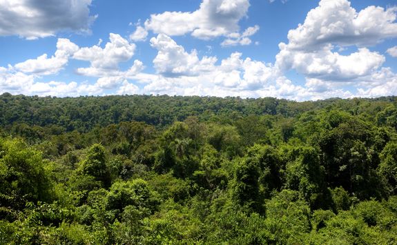 Iguazu National Park rainforest