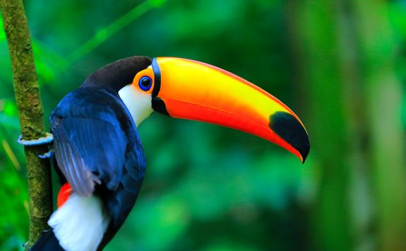 Toucan bird