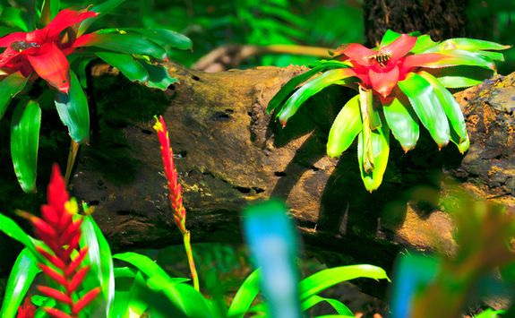Rainforest flowers