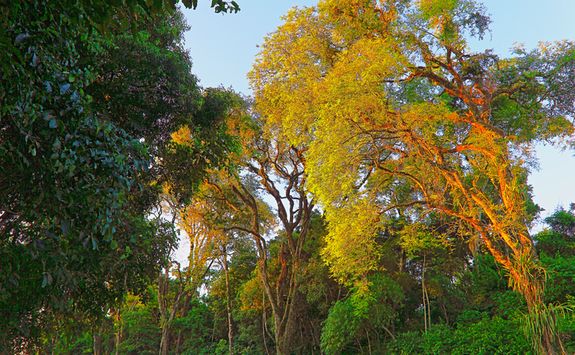 Morning light in Iguazu